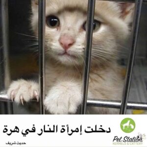 Animal Welfare in Islam