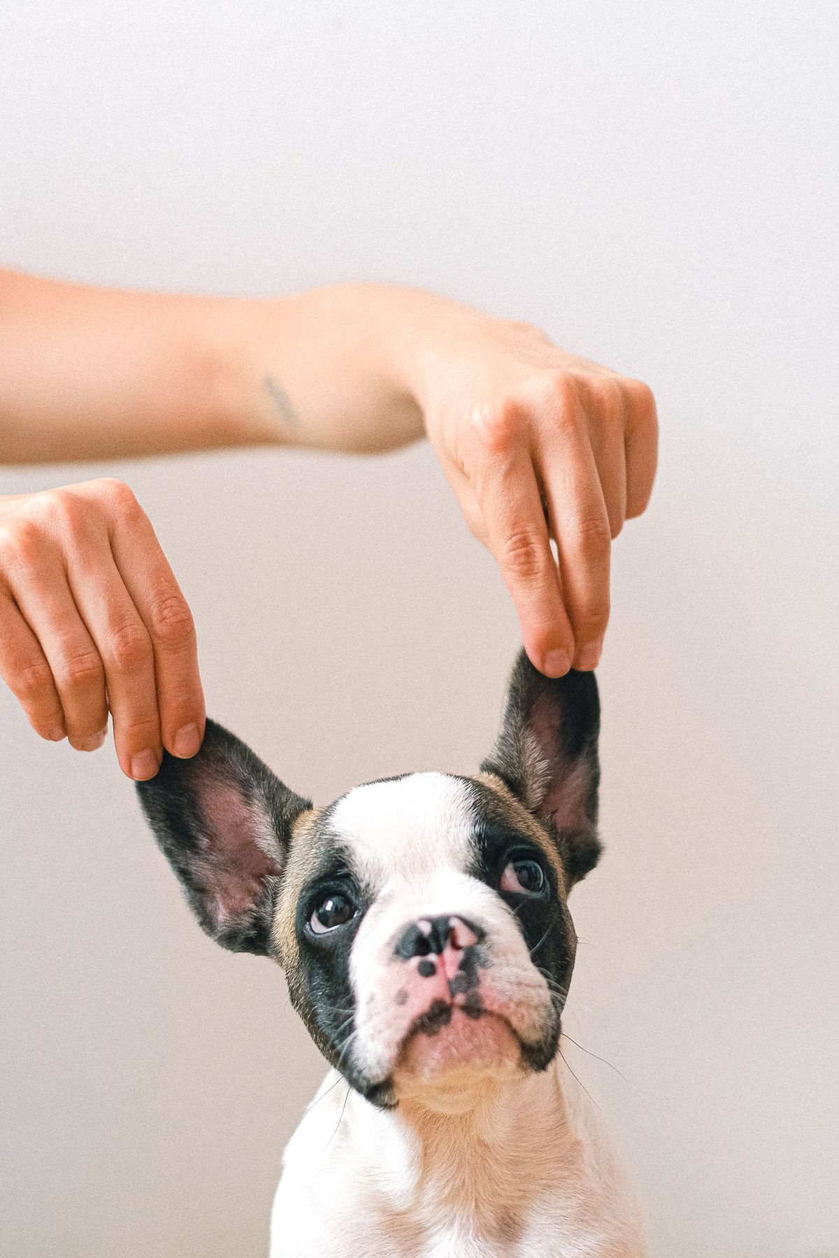 Dog owner sharing a calm moment with their pet before handover