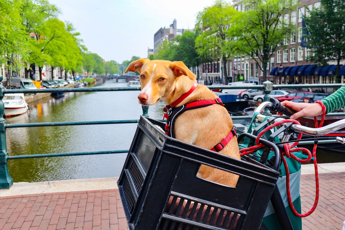A brown and white dog sitting in a black pet travel carrier, ready for transport