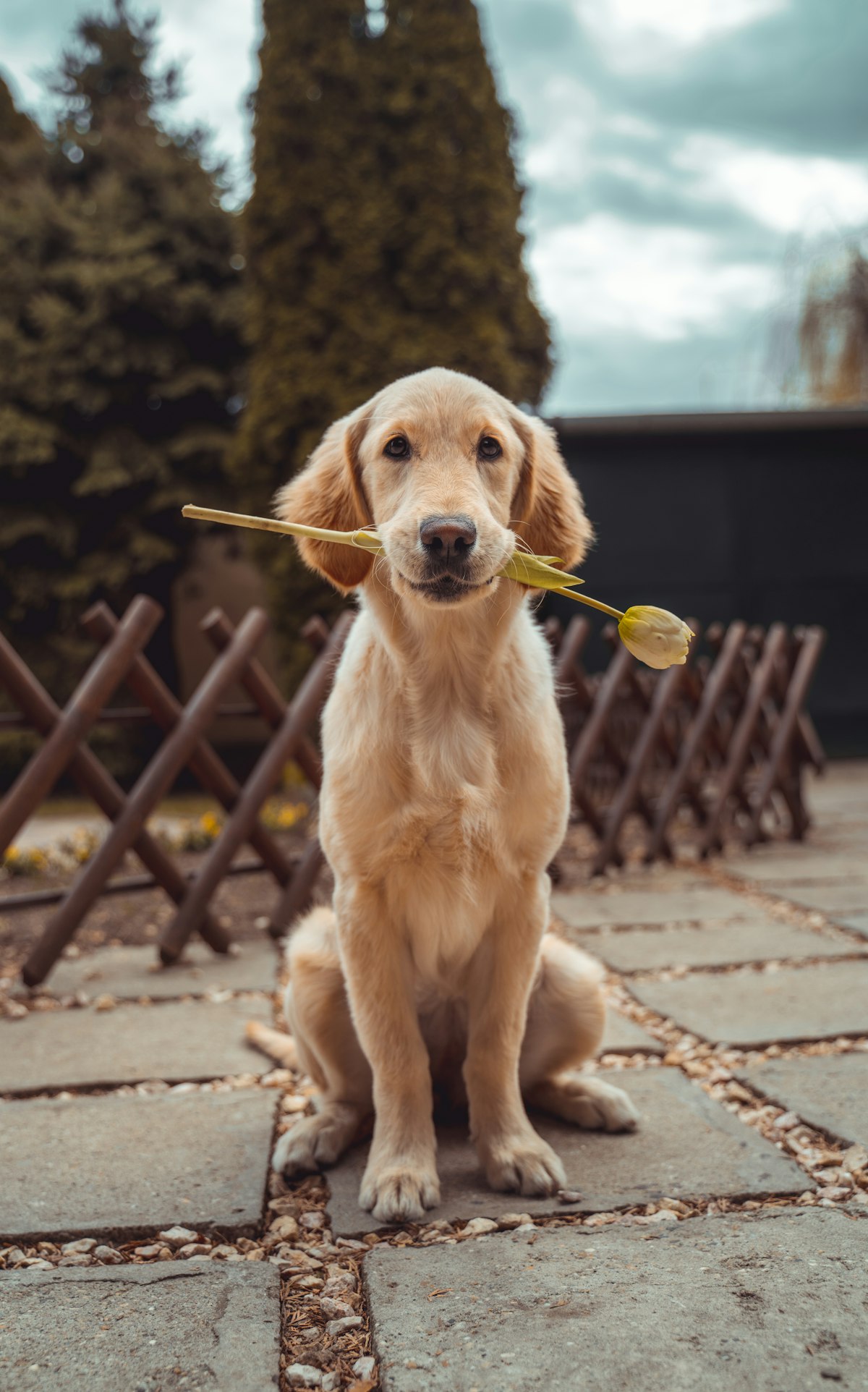 Fluffy golden-coated dog with well-maintained fur looking at the camera
