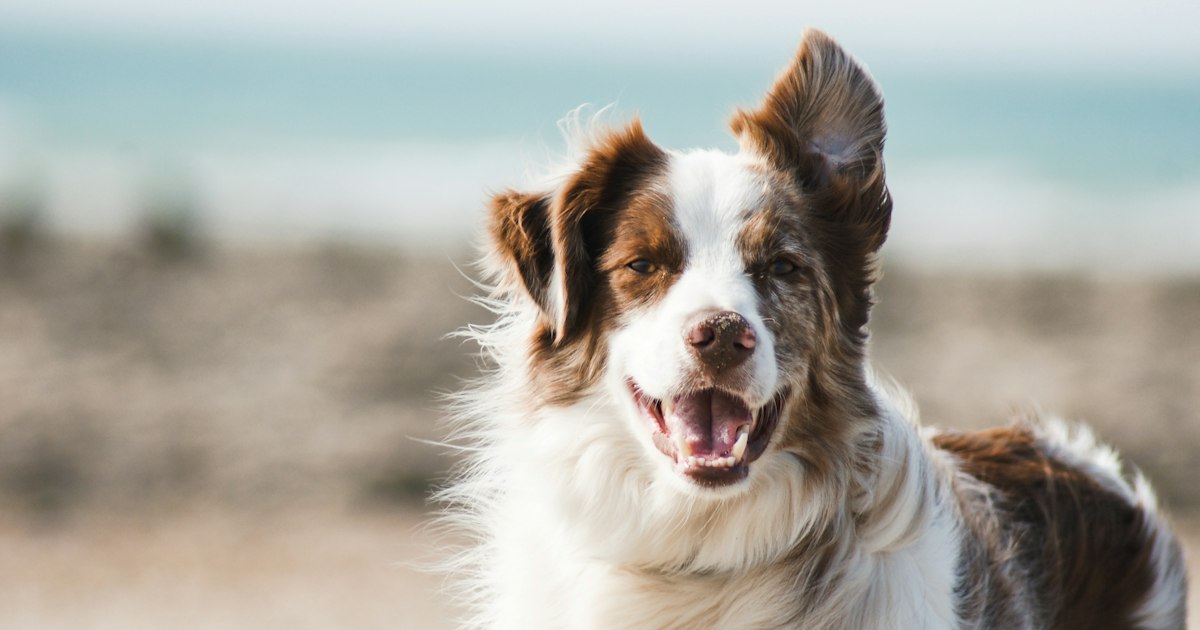 A happy dog cooling off and drinking water on a hot summer day