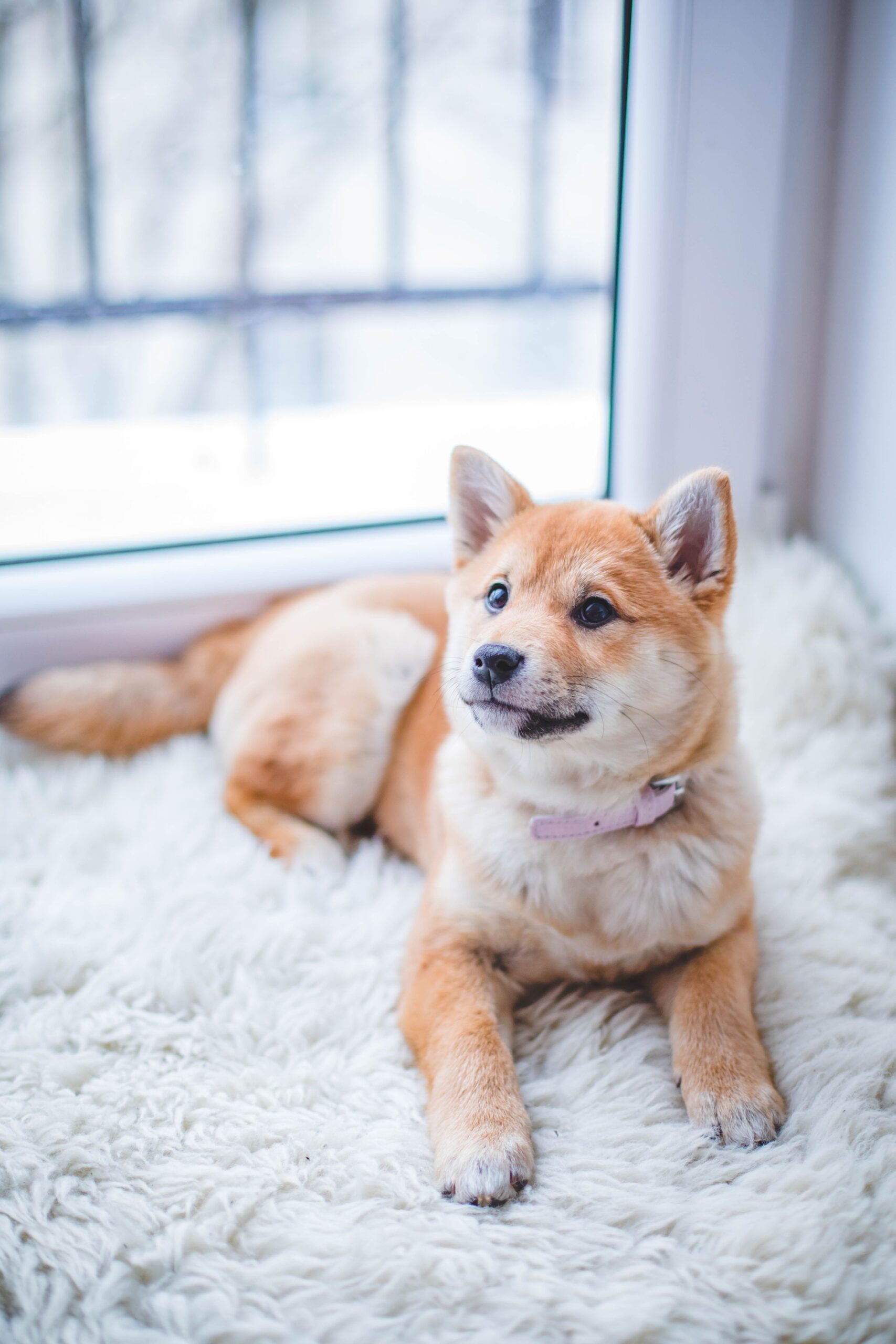 A relaxed dog in a comfortable indoor setting during a long boarding stay