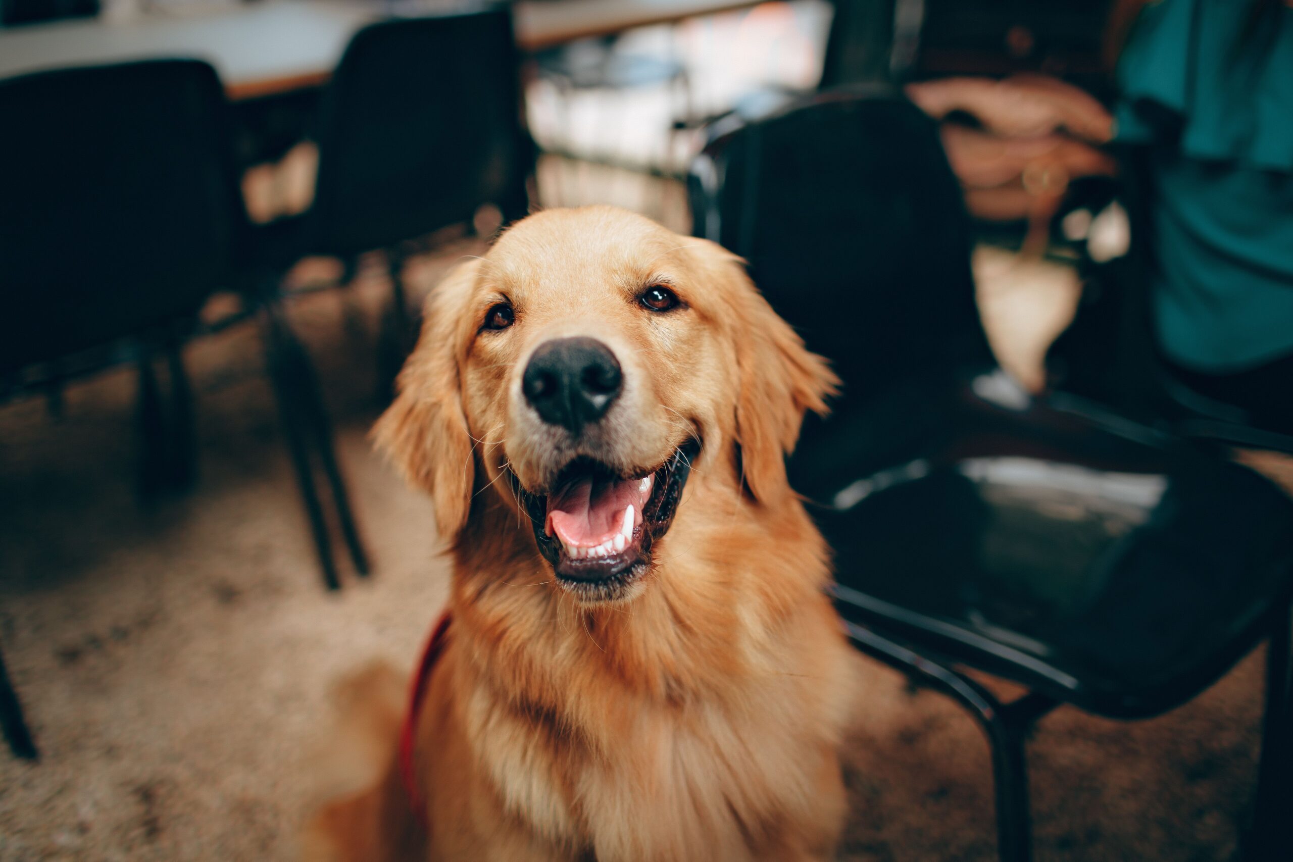 A happy dog outdoors enjoying supervised play time