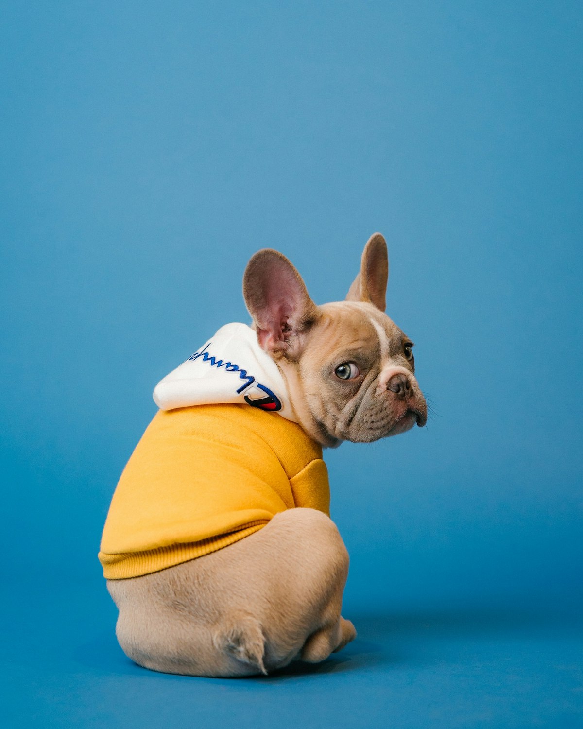 Small French Bulldog sitting indoors, a popular apartment companion