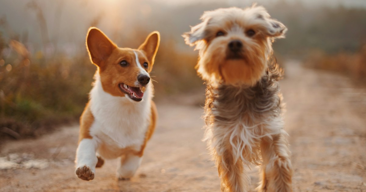 Two happy dogs running and playing together, showing the social play that good dog daycare encourages